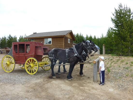 Cedar Mountain Corrals