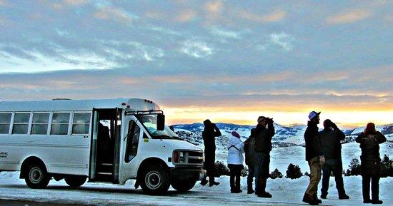 Yellowstone Wolf Tracker
