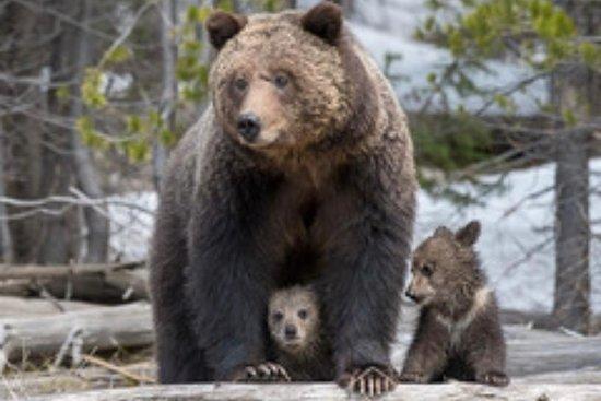 Yellowstone Adventure Tours